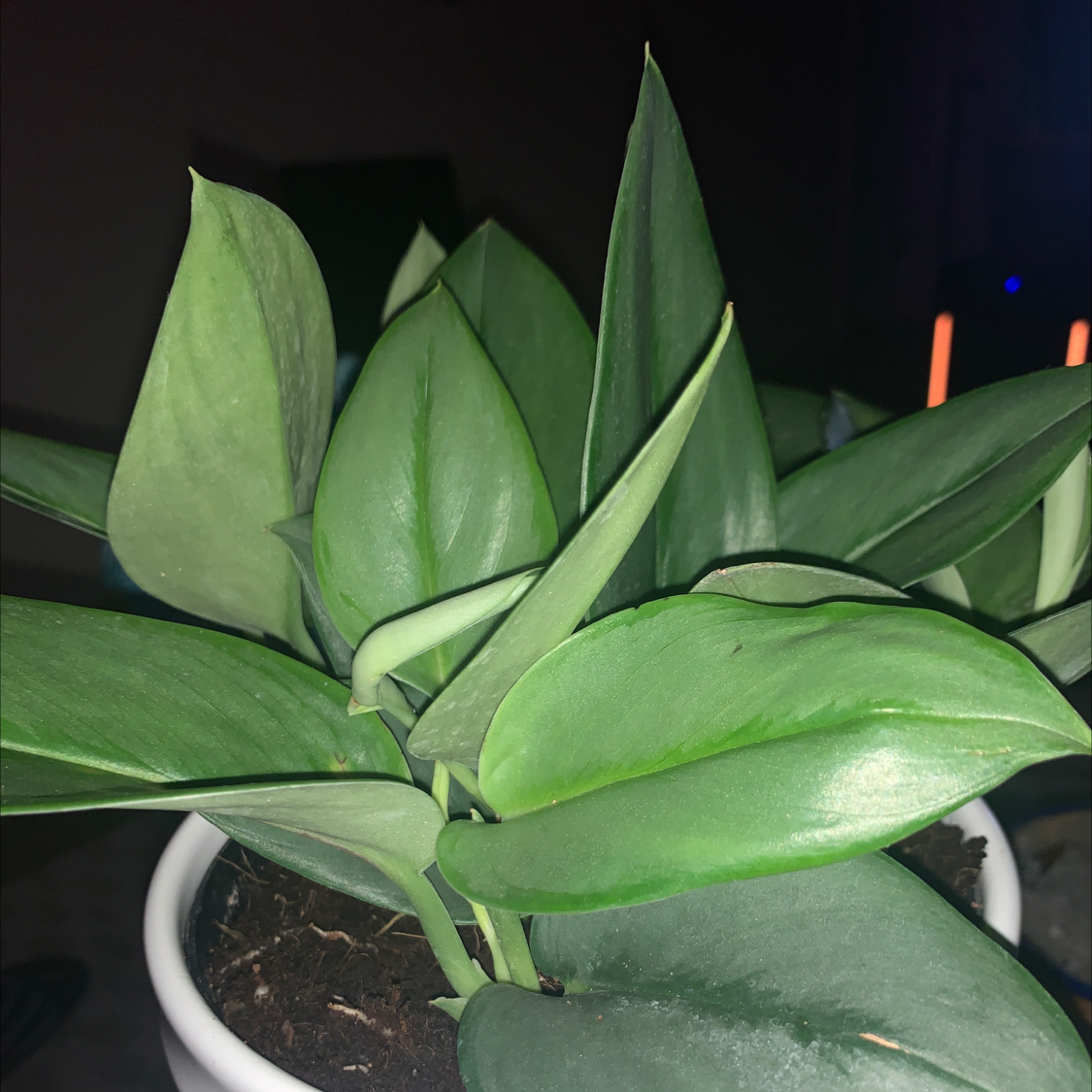 Photo of the plant species Scindapsus treubii 'Moonlight' by @GrowwWoo named Winston on Greg, the plant care app