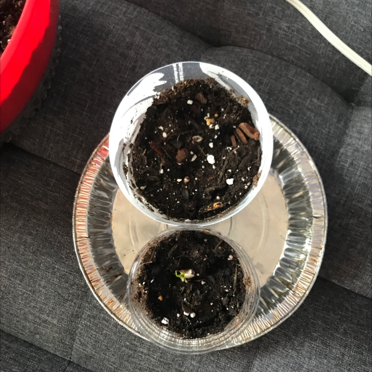 Two small potted lemon plants in clear containers on a metallic tray with visible soil.