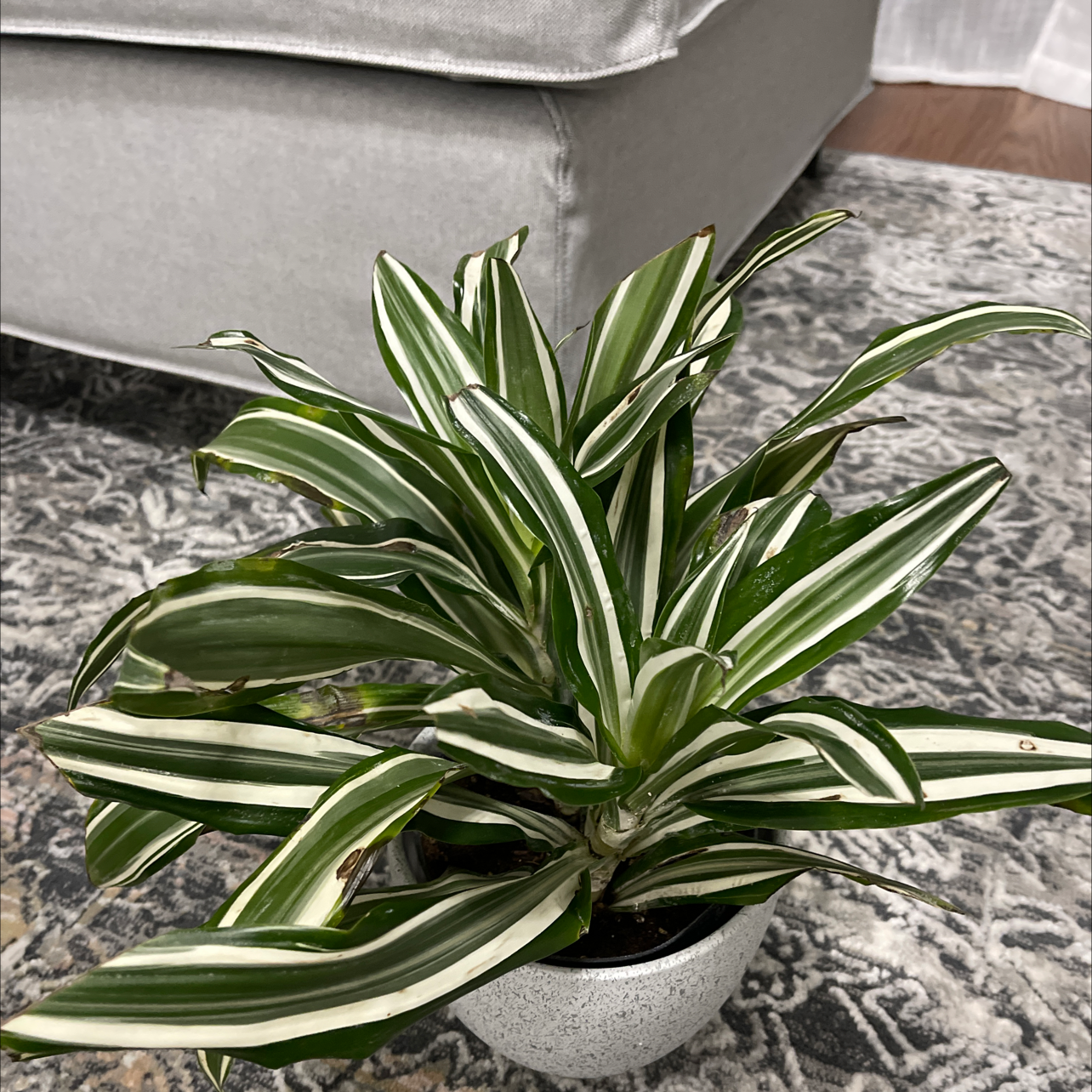 White Jewel Dracaena plant with variegated leaves in a pot, showing some browning at the tips.