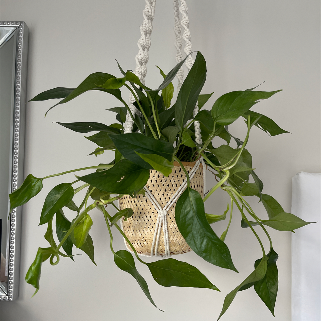 Healthy Baltic Blue Pothos plant in a hanging basket with vibrant green leaves.