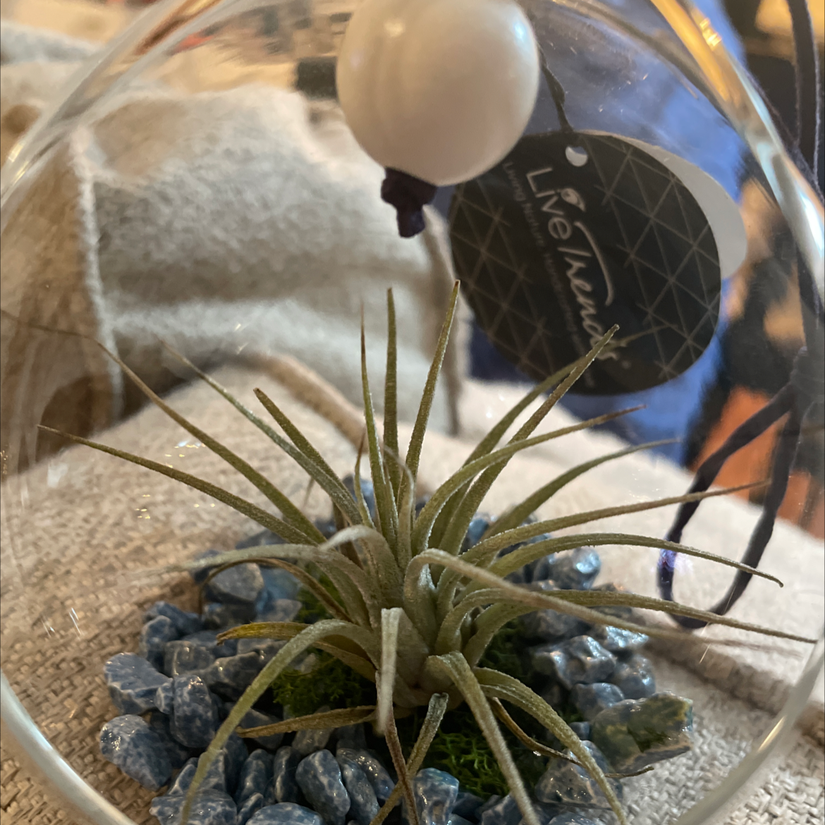 Blushing Bride Air Plant plant photo by @laurel_e named henry on Greg, the plant care app.