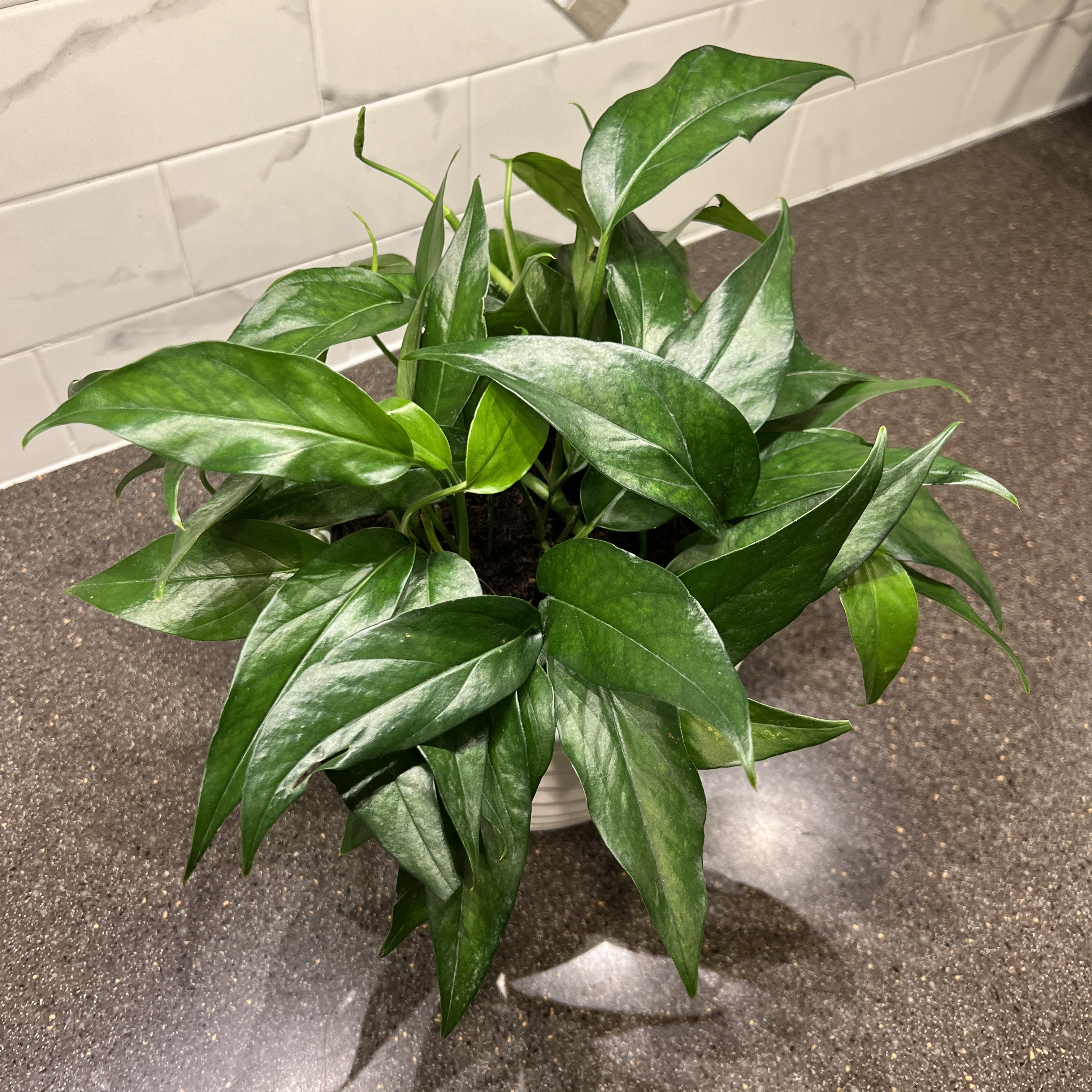 Healthy Baltic Blue Pothos plant with vibrant green leaves on a countertop.