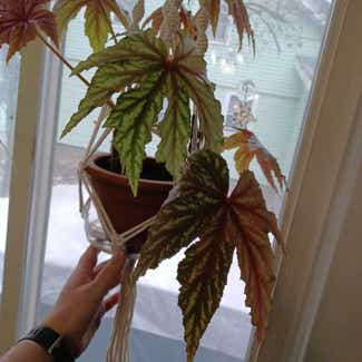 Begonia 'Gryphon' plant in Cortland, New York