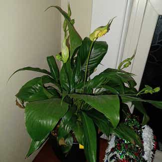 Peace Lily plant in Cortland, New York