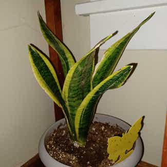 Snake Plant plant in Cortland, New York