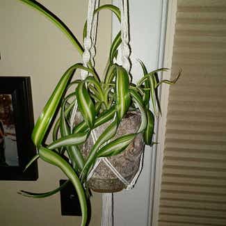Curly Spider Plant plant in Cortland, New York