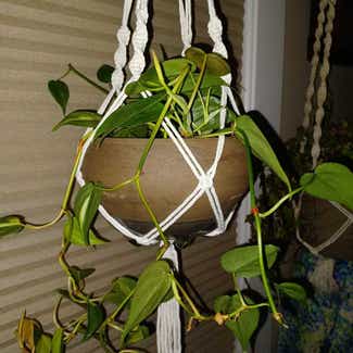 Philodendron Brasil plant in Cortland, New York