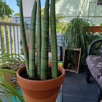 Cylindrical Snake Plant plant in Cortland, New York