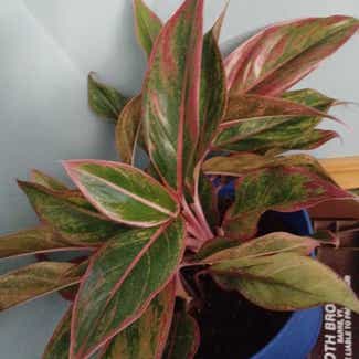 Chinese Evergreen plant in Cortland, New York