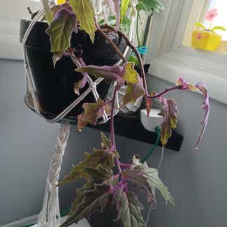 Purple Velvet Plant plant in Cortland, New York