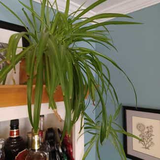 Spider Plant plant in Cortland, New York