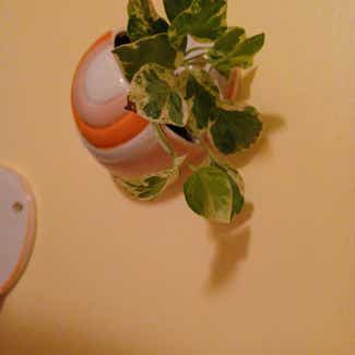Pearls and Jade Pothos plant in Cortland, New York