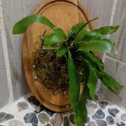 Staghorn Fern plant