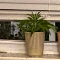 Photo of the plant species Devil's Horns by @WinsomePandan named Beans on Greg, the plant care app