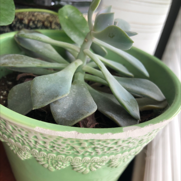 Potted Echeveria Runyonii plant with some leaf discoloration in a decorative pot.