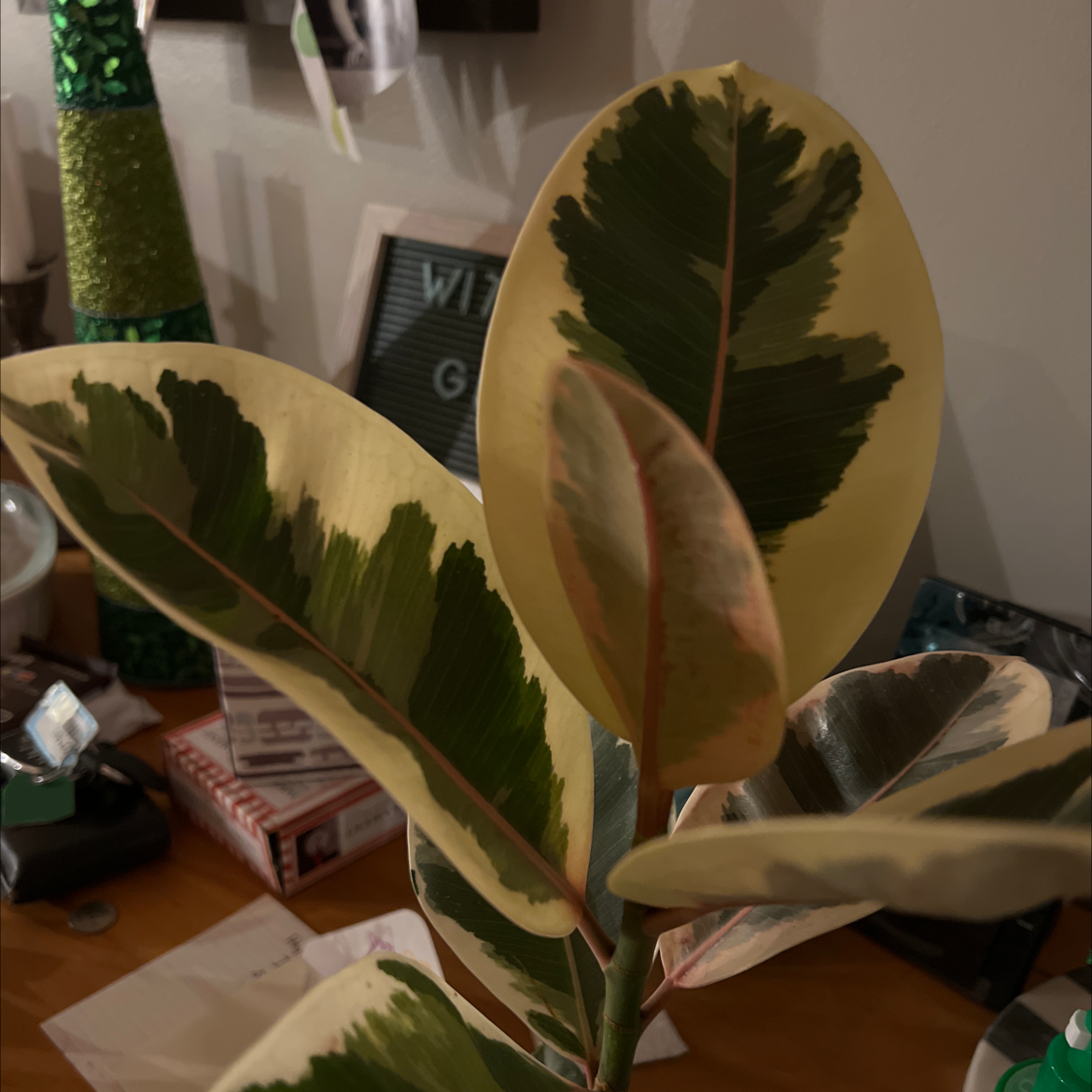 Ficus Decora plant with variegated leaves indoors, surrounded by various objects.