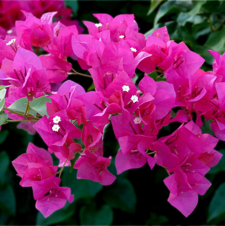 Bougainvillea plant with vibrant pink bracts and small white flowers.