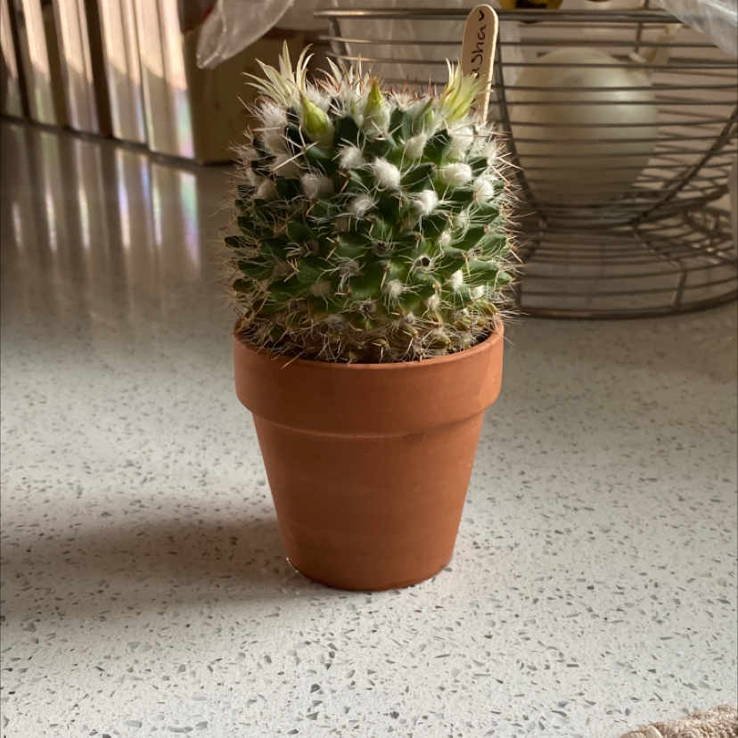 A healthy Little Nipple Cactus in a terracotta pot on a kitchen counter.