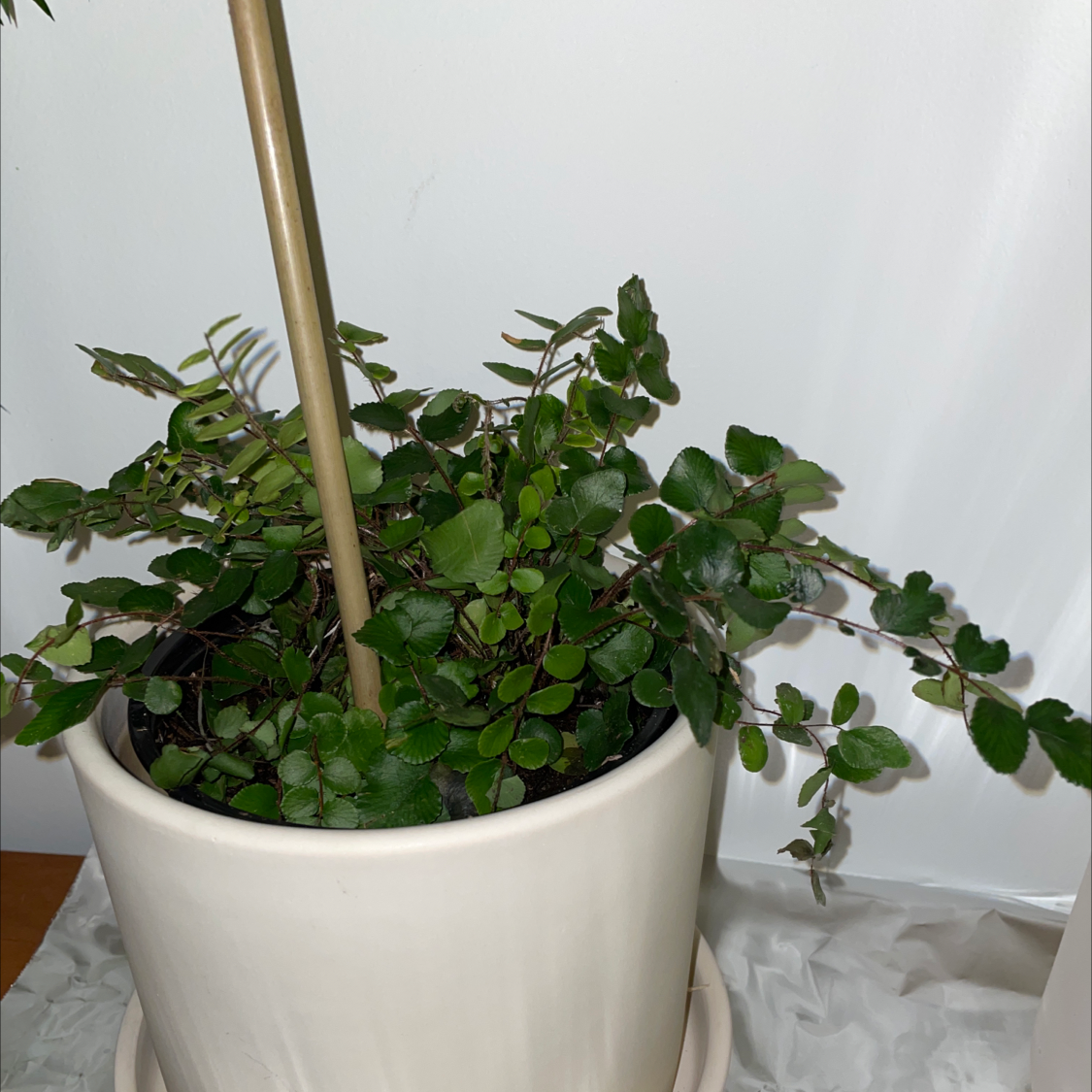 Pellaea rotundifolia plant in a white pot with healthy green leaves.