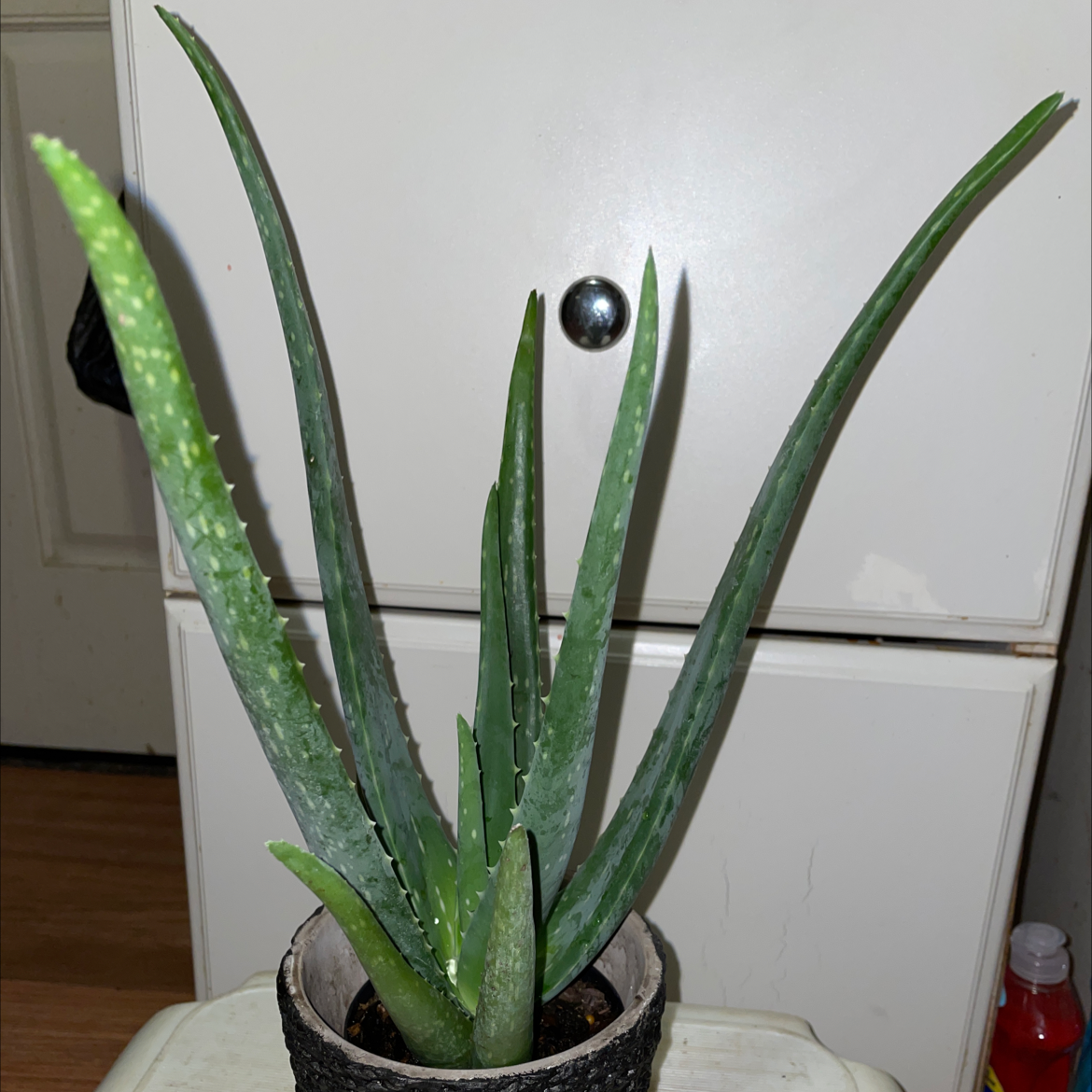 Aloe vera plant photo by @LunarAUnyx_ named Achilles AKA Chill on Greg, the plant care app.