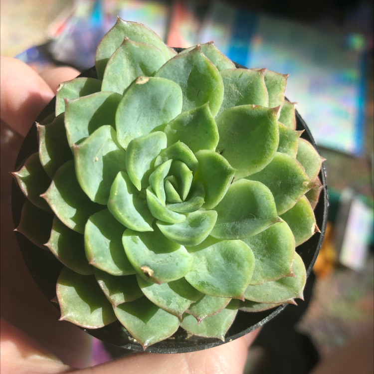 Close-up of a Blue Echeveria succulent with slight browning at the leaf tips.