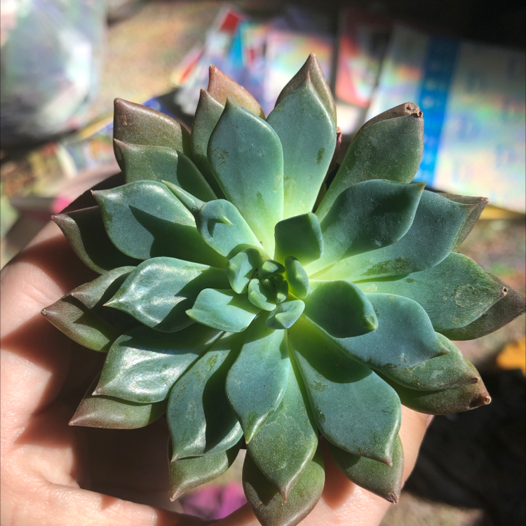 Close-up of a Black Prince succulent with green leaves and some browning at the tips.