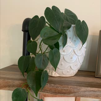 Heartleaf Philodendron plant in Dublin, Ohio