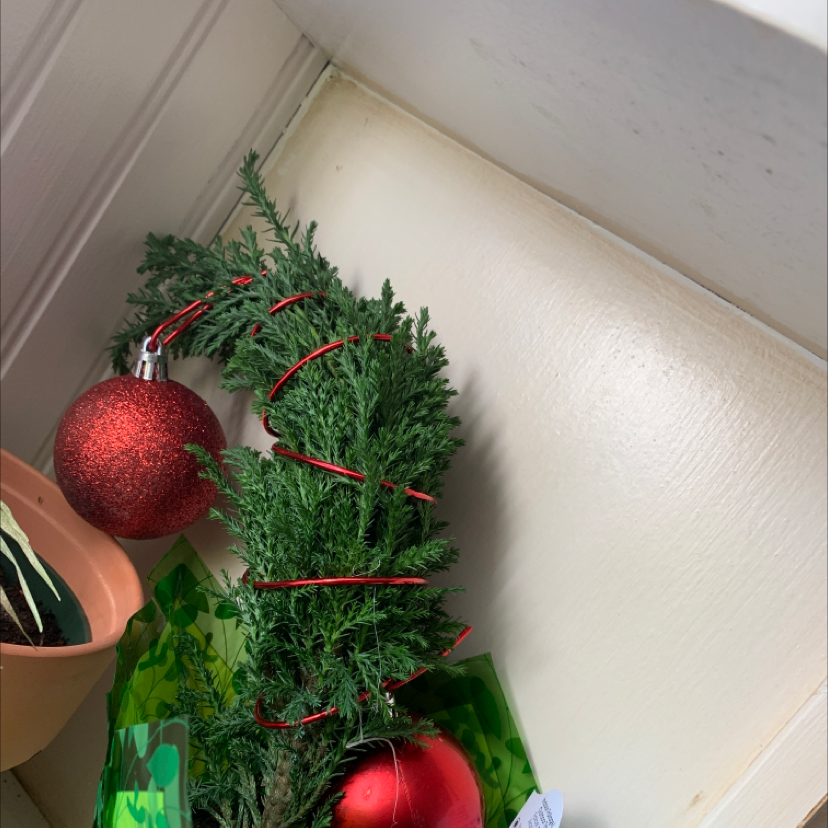 Mediterranean Cypress plant decorated with red ornaments and string.