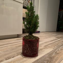 Dwarf Alberta Spruce plant