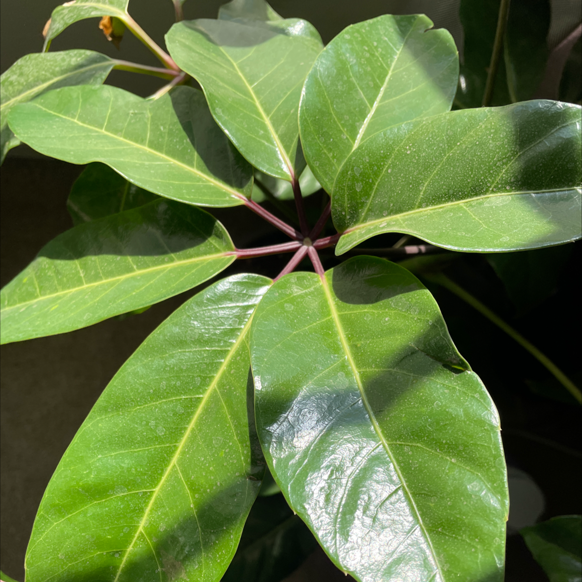 Photo of the plant species Umbrella Tree by @Goldenrae named Jungle man on Greg, the plant care app