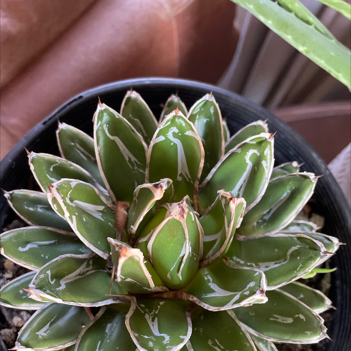 Queen Victoria Agave plant in a pot with some browning at the leaf tips.