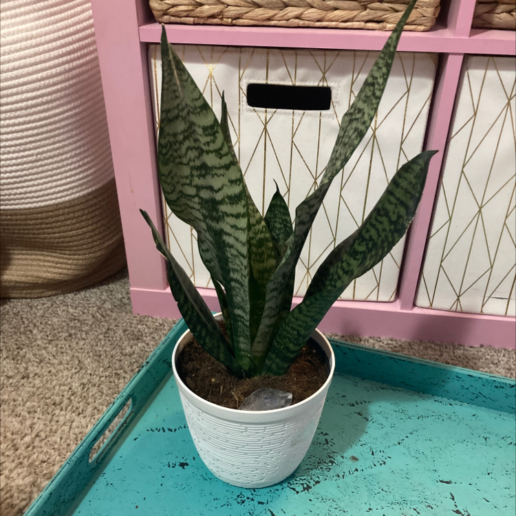 Black Coral Snake Plant in a white pot on a blue tray, appears healthy.