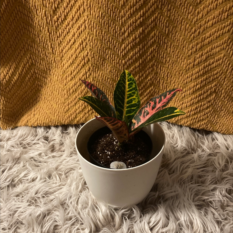 Croton 'Petra' plant photo by @PeacefulBohoBby named Dragon 🐉 on Greg, the plant care app.