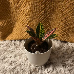 Croton 'Petra' plant photo by Peacefulbohobby named Dragon 🐉 on Greg, the plant care app.