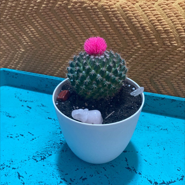 Mammillaria Melanocentra plant photo by @PeacefulBohoBby named Biggie Smalls 🌵 on Greg, the plant care app.
