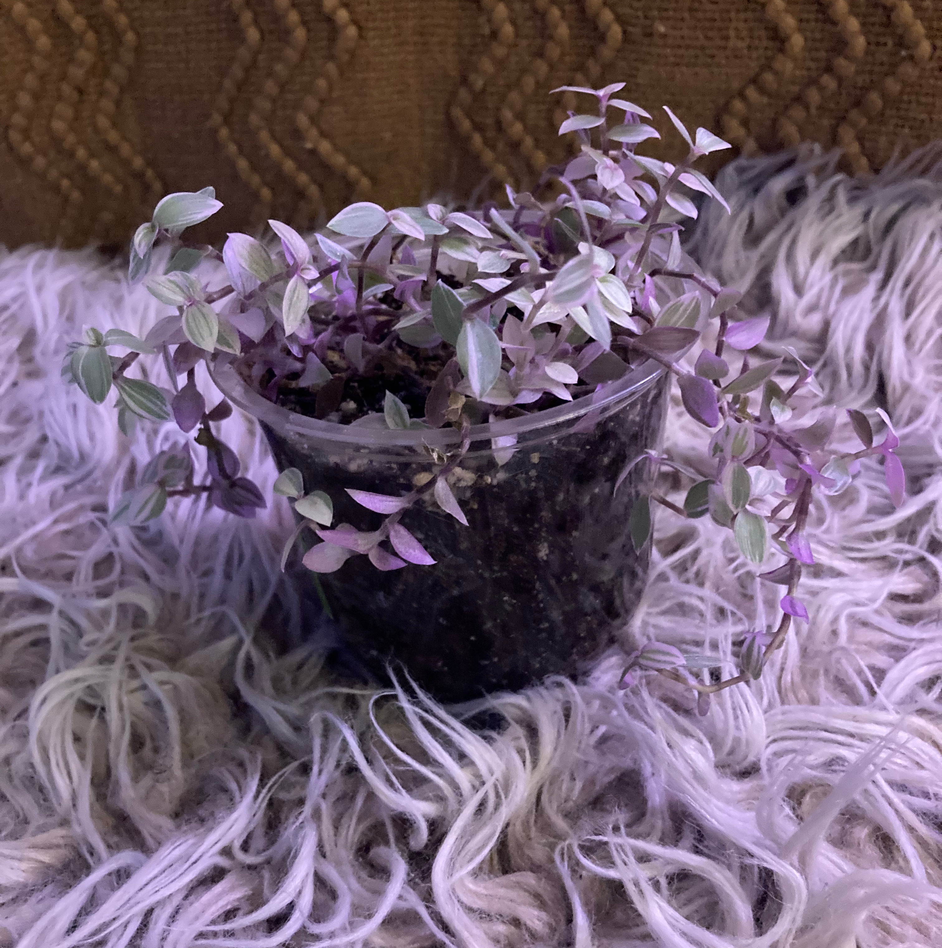 Callisia Pink Panther plant in a clear plastic pot with variegated pink and green leaves.