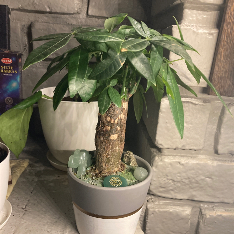 Money Tree plant photo by @PeacefulBohoBby named MooMoo 💵 on Greg, the plant care app.
