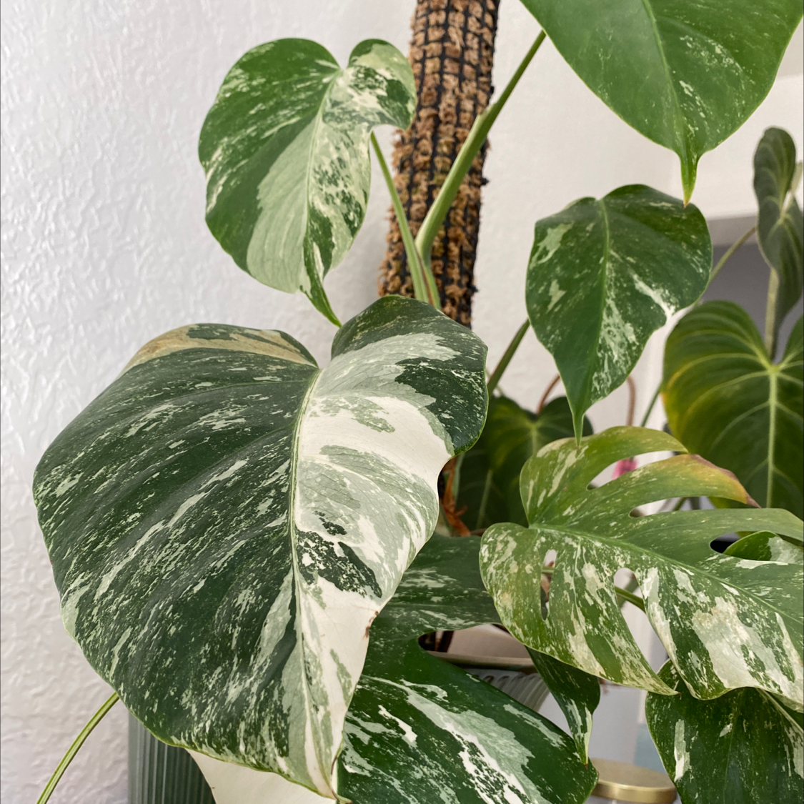Monstera 'Albo' with variegated leaves, healthy appearance, no visible soil.