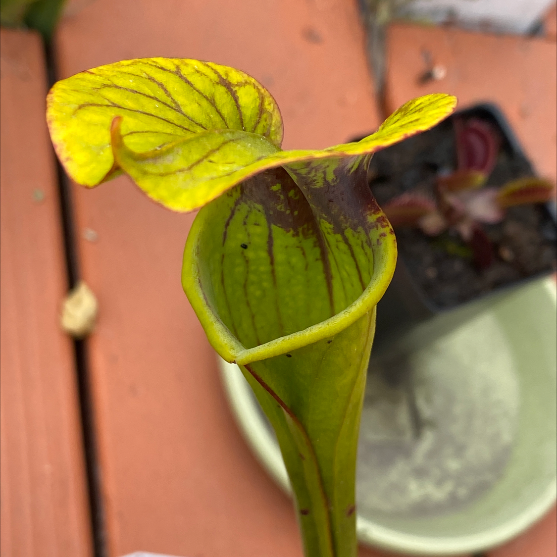 Yellow Pitcher Plant with prominent pitcher structure, background includes a pot and soil.