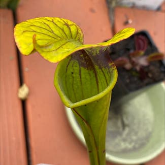 Yellow pitcher plant plant in Somewhere on Earth