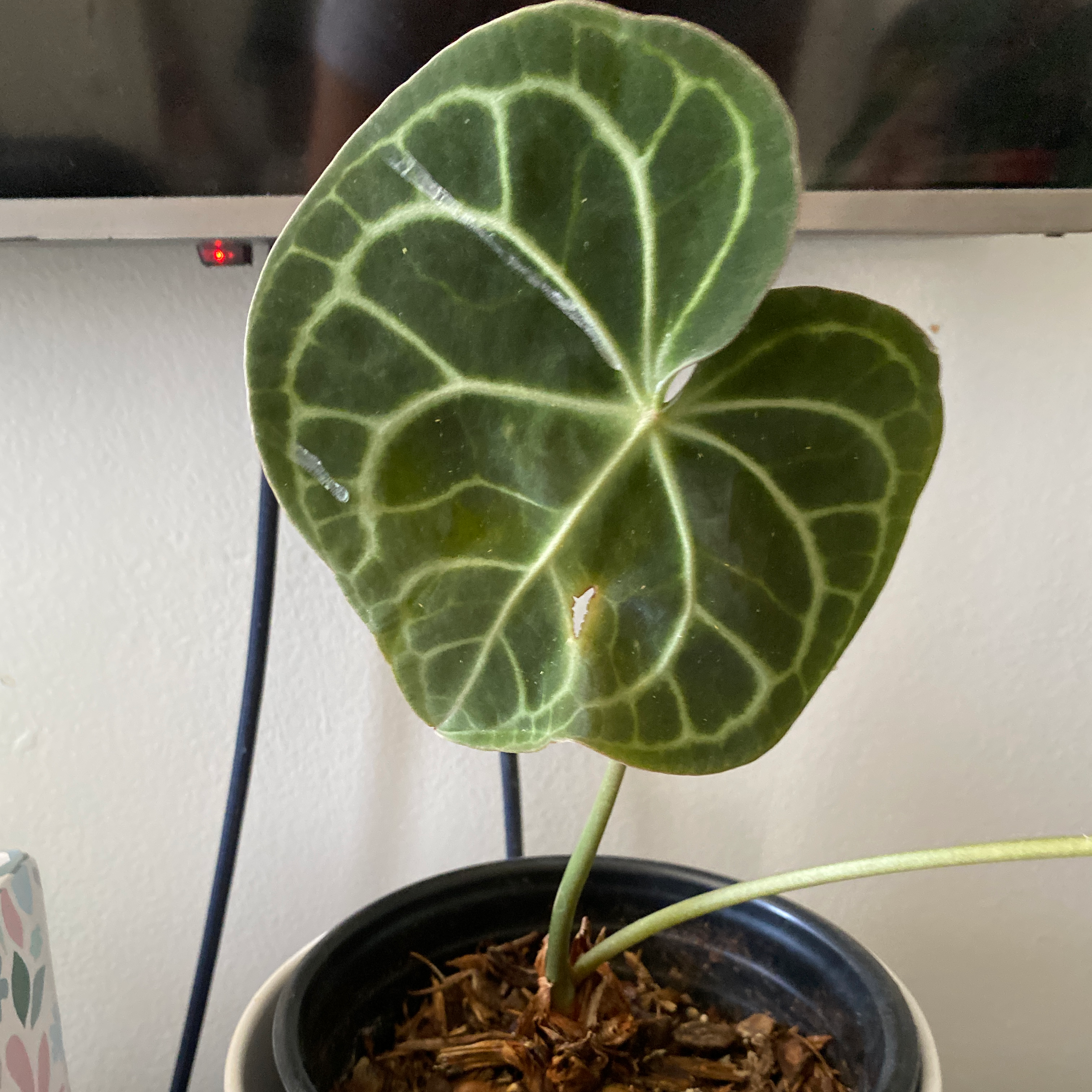 How Much Humidity Does My Velvet Cardboard Anthurium Need?