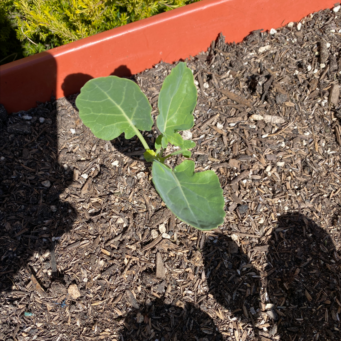 Healthy young wild cabbage plant with large green leaves growing in a bark mulch garden bed with a terra cotta planter in the background.