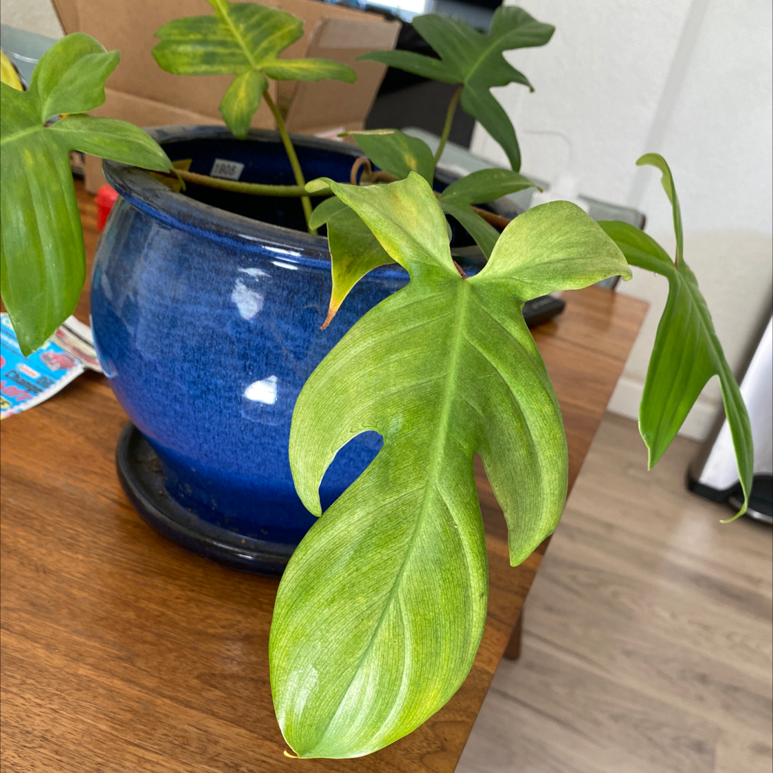 Philodendron 'Florida Ghost' plant in a blue pot with healthy leaves.