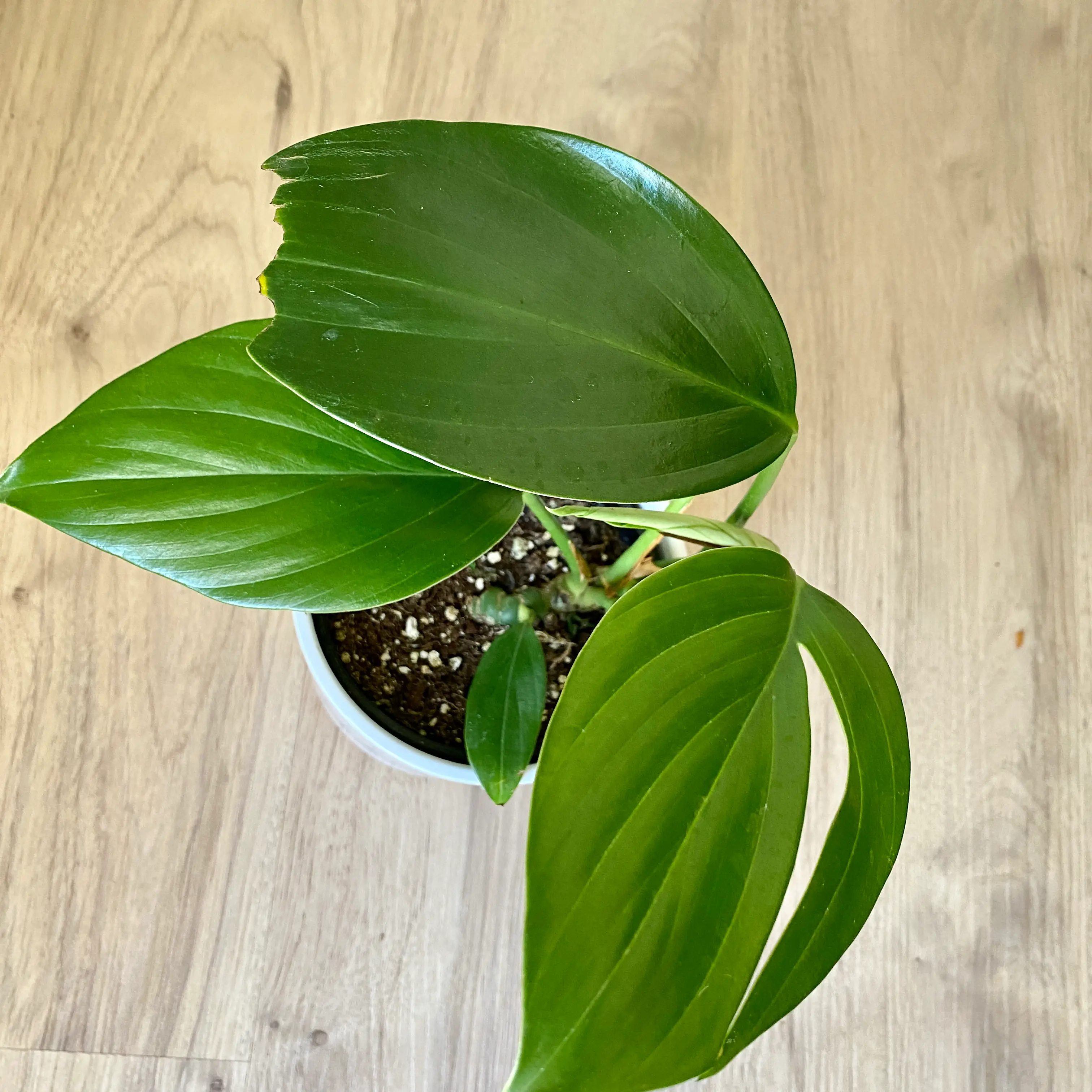 Potted Rhaphidophora decursiva with large, glossy green leaves and visible soil.