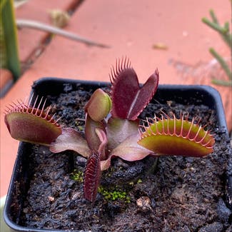 Venus Fly Trap plant in Somewhere on Earth