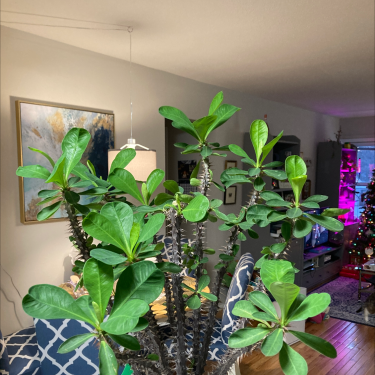 Crown of Thorns plant photo by @RachaelFenske named Crown of Thorns on Greg, the plant care app.