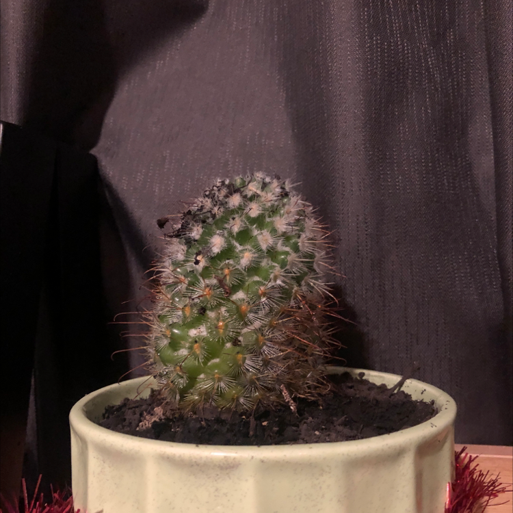 Arizona Rainbow Cactus in a pot with some black spots and discoloration.