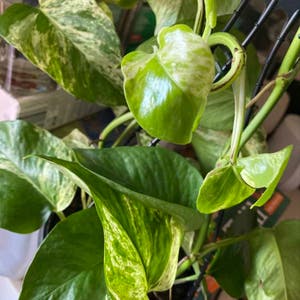 Marble Queen Pothos plant photo by @GracefulSoybean named Devil’s Ivy on Greg, the plant care app.