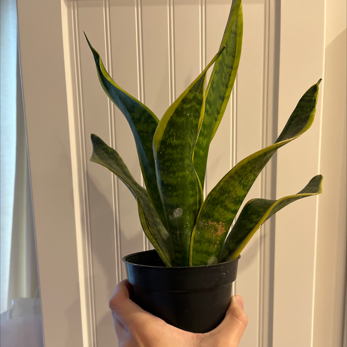 Snake Plant plant photo by @pixybelle named Medusa on Greg, the plant care app.
