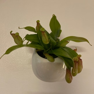 Nepenthes Monkey Jars plant in Somewhere on Earth